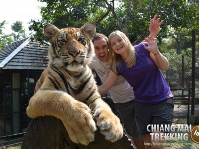 Tiger Kingdom, Orchid & Butterfly Farm | Chiang Mai Trekking | Das beste Trekking in Chiang Mai mit Piroon Nantaya